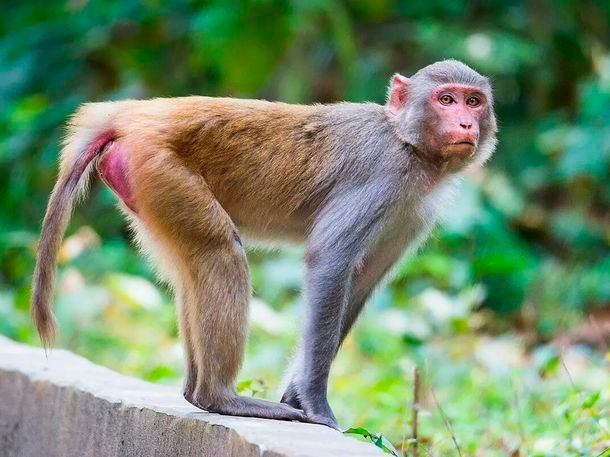 Pánico en Estados Unidos por el escape de monos presuntamente infectados con COVID