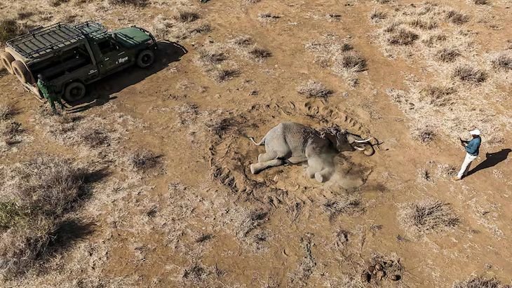 Los animales afectados experimentan una severa agitación, dificultades respiratorias y una parálisis parcial que les impide sostener su propio peso, dejándolos agonizar durante días en el suelo.