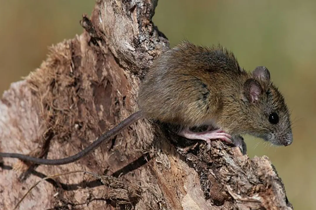 El cambio climático y el fenómeno de El Niño expanden la transmisión del hantavirus?