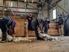 Desarrollan un arnés para reducir el esfuerzo físico y aliviar el desgaste durante la esquila