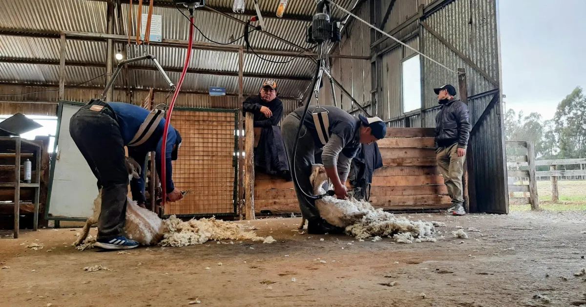 Desarrollan un arnés para reducir el esfuerzo físico y aliviar el desgaste durante la esquila
