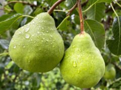 Río Negro relanza el PAR Agroquímicos para cuidar la sanidad frutícola