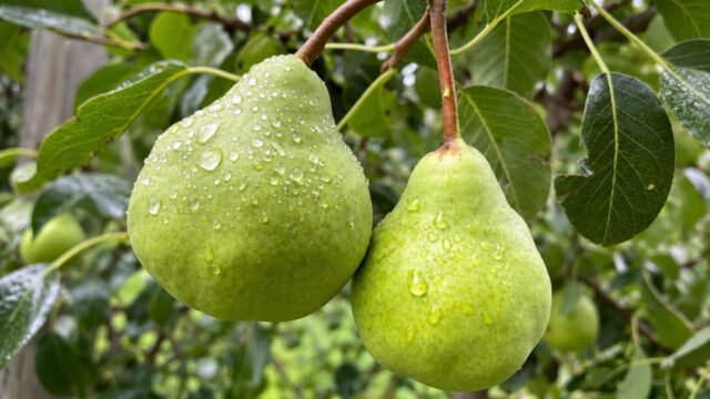 Río Negro relanza el PAR Agroquímicos para cuidar la sanidad frutícola