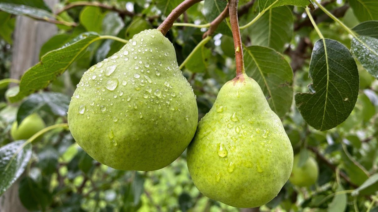 Río Negro relanza el PAR Agroquímicos para cuidar la sanidad frutícola