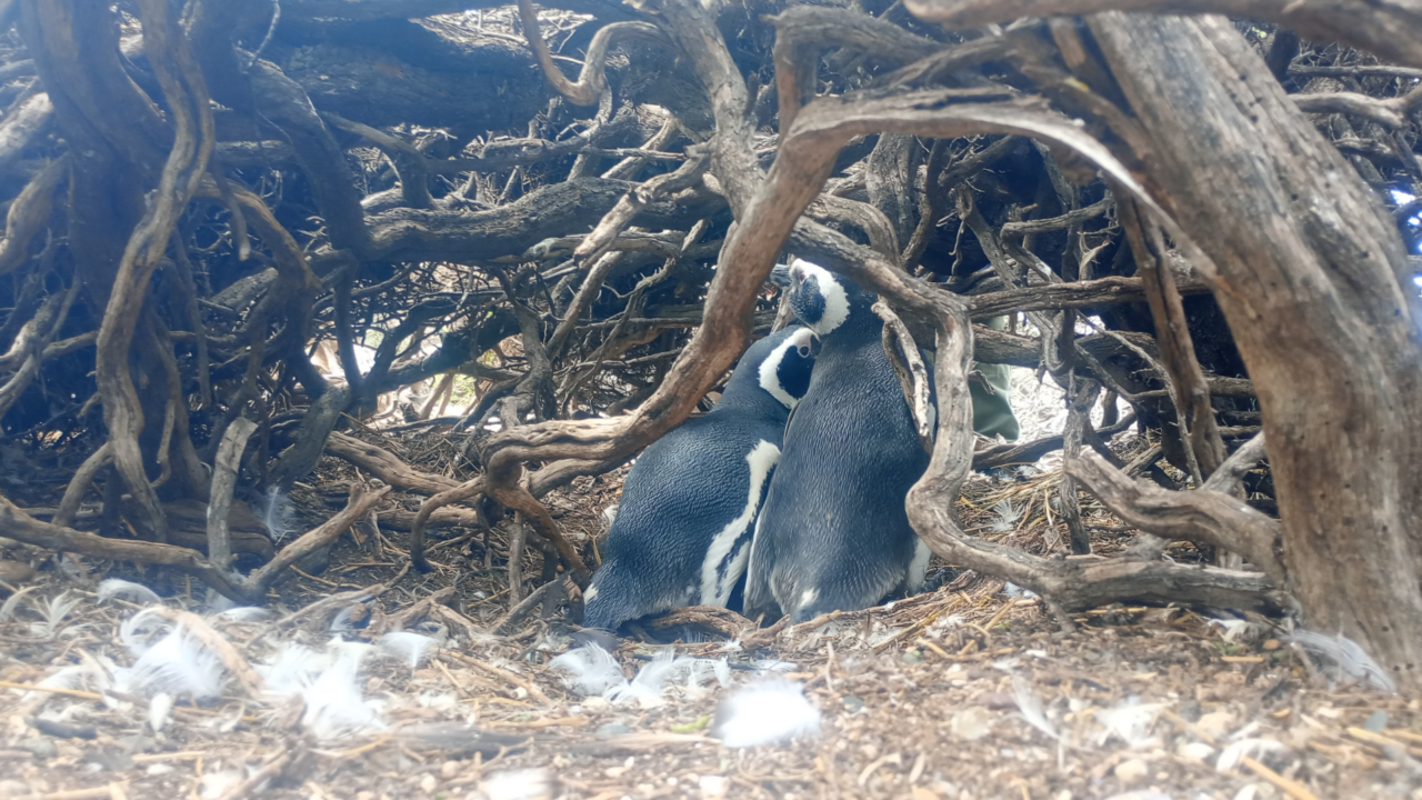 Río Negro acompaña un estudio sobre el pingüino de Magallanes
