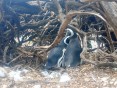 Río Negro acompaña un estudio sobre el pingüino de Magallanes