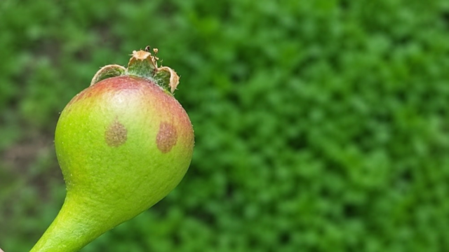 Río Negro brinda recomendaciones ante una temporada frutícola húmeda