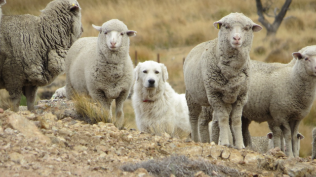Un estudio de Bariloche publicado en una revista internacional propone proteger al ganado con perros