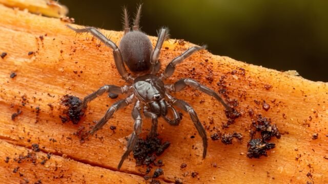 Descubrieron una nueva especie de araña en Idaho y la llamaron como la mascota de una universidad