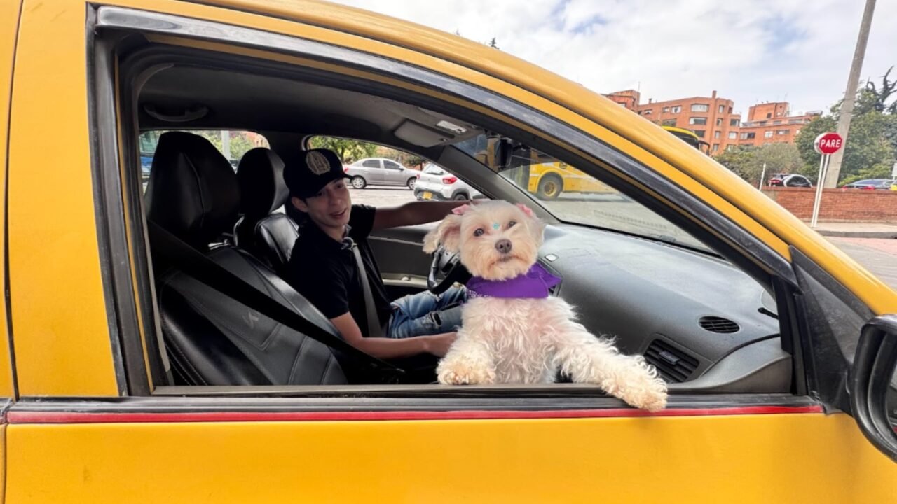Viajar con mascotas en app de transporte se multiplicó por 2,5 en un año en Colombia