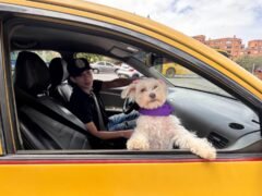 Viajar con mascotas en app de transporte se multiplicó por 2,5 en un año en Colombia