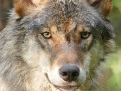 Una niña de 8 años resultó gravemente herida tras ser atacada por al menos un lobo en un zoológico alemán
