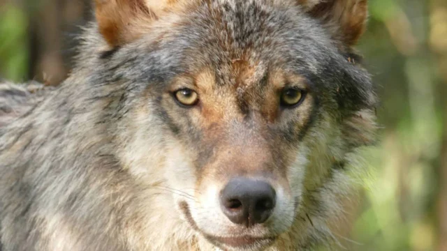 Una niña de 8 años resultó gravemente herida tras ser atacada por al menos un lobo en un zoológico alemán