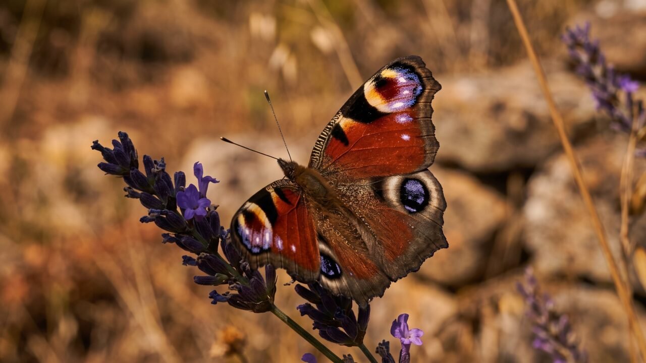 Cómo las mariposas usan patrones en sus alas para confundir a los depredadores