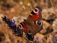 Cómo las mariposas usan patrones en sus alas para confundir a los depredadores