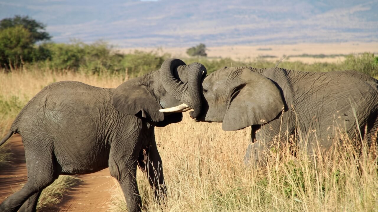 Trompas, orejas y miradas: identifican 41 gestos que usan los elefantes africanos para comunicarse