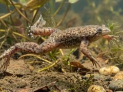 Confirman en Chile el primer caso de una rana invasora que devora huevos de un sapo nativo