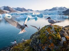 Las colonias de charranes de Inglaterra muestran señales de recuperación tras años de gripe aviar e inundaciones