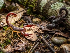 Una extraña luz brillante reveló un secreto oculto en la selva amazónica: identifican dos nuevas especies de escorpiones