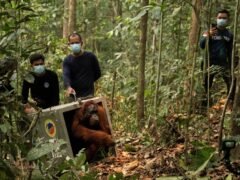 Reubican a 8 orangutanes tras los incendios en Indonesia y el fuego ya amenaza a más de la mitad de los ejemplares