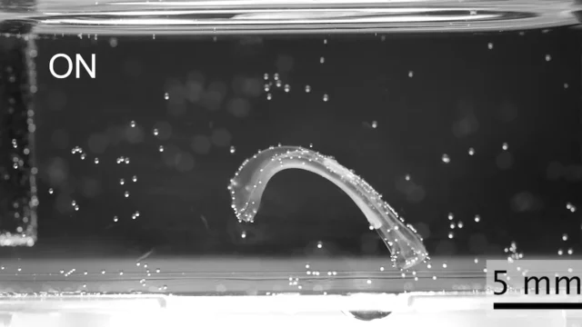 Crean robots con músculo vivo que nadan, saltan y agarran objetos sin motores rígidos