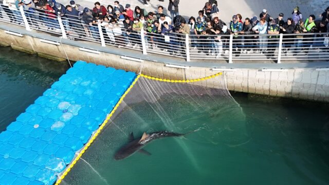 Bukangi, el insólito caso del tiburón coreano que no quiere vivir en el mar y atrajo a más de un millón de personas