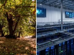 Un centro de datos de IA de USD 20.000 millones puso en la mira a un bosque centenario de castaños
