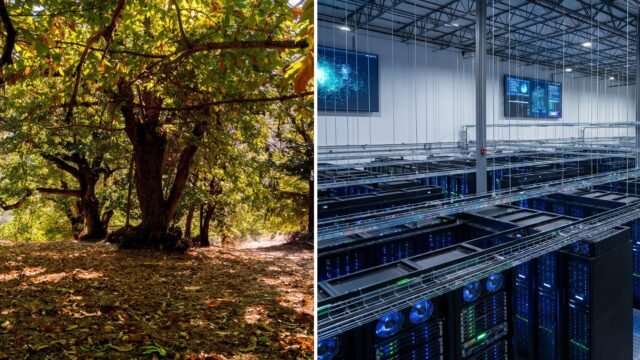 Un centro de datos de IA de USD 20.000 millones puso en la mira a un bosque centenario de castaños
