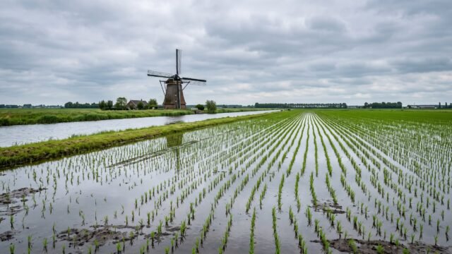 Hito en los Países Bajos: logran por primera vez en 20 años una cosecha de arroz
