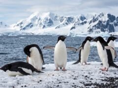 El cólera aviar, detrás de la muerte masiva de pingüinos en la Antártida