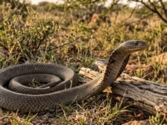 Las mordeduras de serpiente causan una crisis sanitaria mundial que las estadísticas no registran