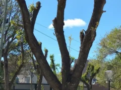 Árboles en El Cóndor: Destrozos a cargo de la delegación municipal. “Energúmenos”