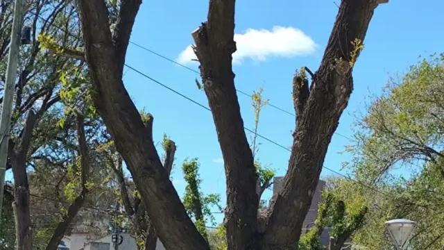 Árboles en El Cóndor: Destrozos a cargo de la delegación municipal. “Energúmenos”