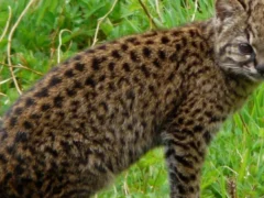 Gato huiña, otra vez en peligro de extinción: podrían quedar 442 adultos