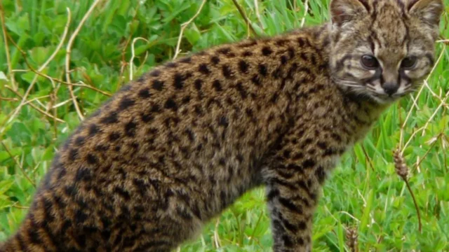 Gato huiña, otra vez en peligro de extinción: podrían quedar 442 adultos