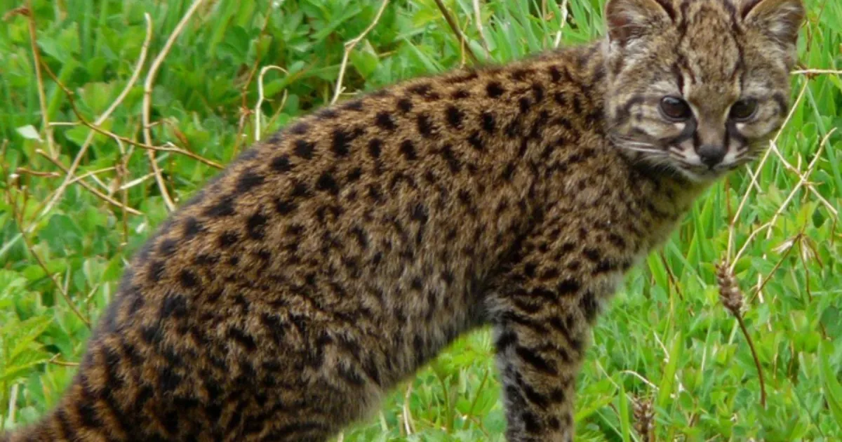 Gato huiña, otra vez en peligro de extinción: podrían quedar 442 adultos