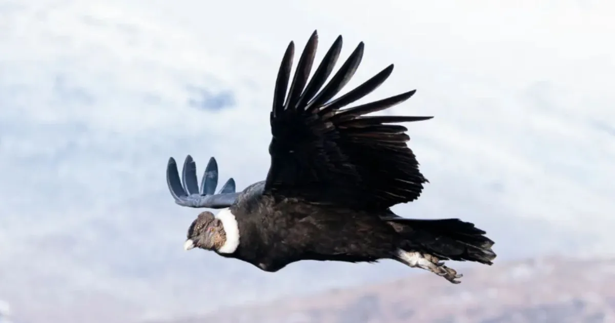 El cóndor andino gasta cinco veces menos energía que un cisne al volar
