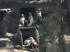 De Mar del Plata a Puerto Vallarta: se vendieron los “pingüinos saltarines” que quedaban en el Aquarium de Mar del Plata