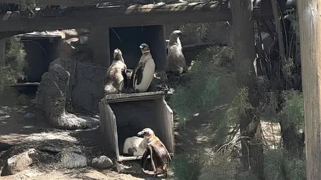 De Mar del Plata a Puerto Vallarta: se vendieron los “pingüinos saltarines” que quedaban en el Aquarium de Mar del Plata