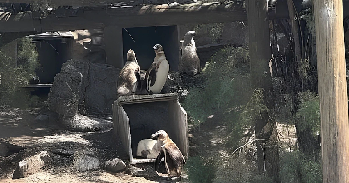 De Mar del Plata a Puerto Vallarta: se vendieron los “pingüinos saltarines” que quedaban en el Aquarium de Mar del Plata