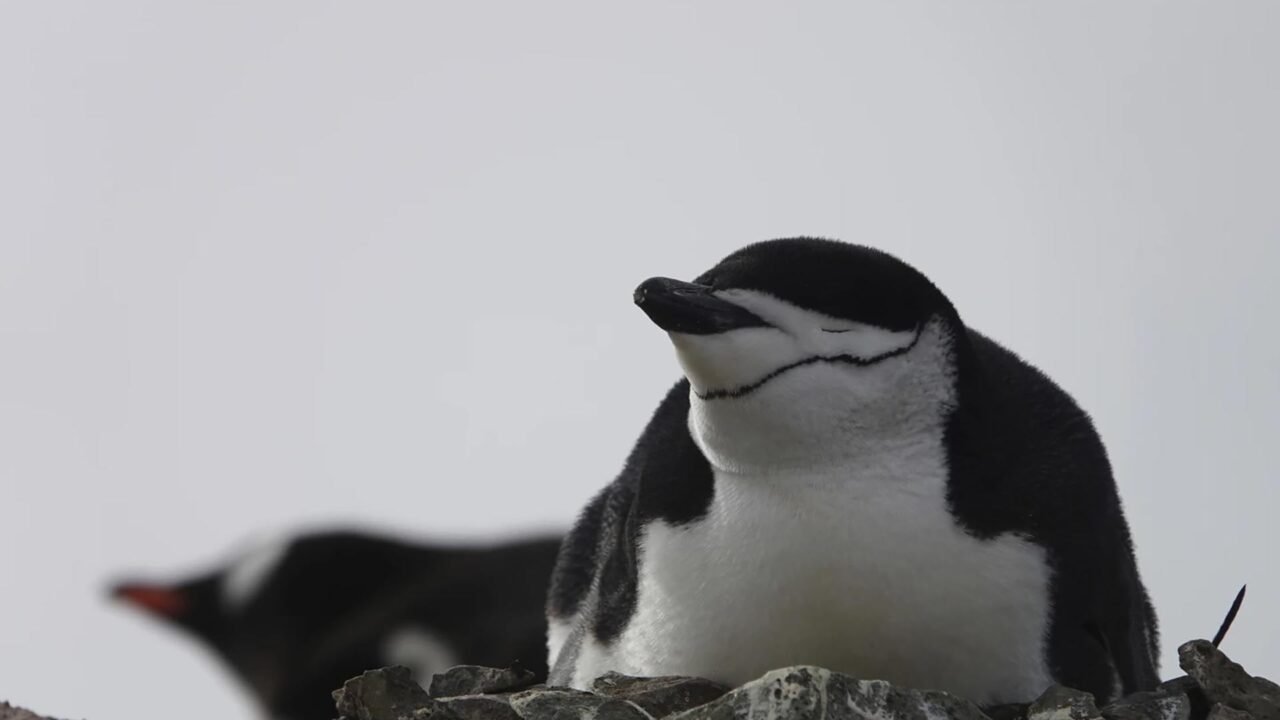 La colonia de pingüinos más grande del mundo está colapsando: qué indica un estudio