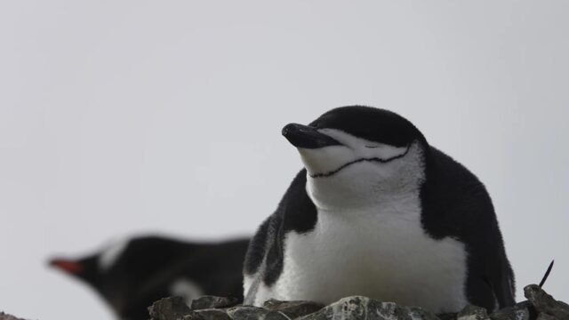 La colonia de pingüinos más grande del mundo está colapsando: qué indica un estudio