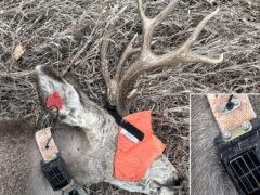 Un nuevo dispositivo busca revelar cómo el humo de los incendios afecta a la fauna silvestre de Estados Unidos