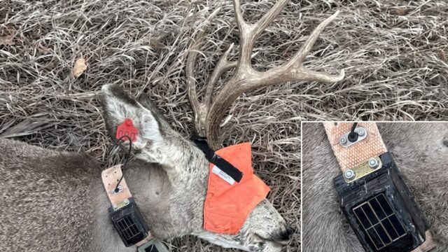 Un nuevo dispositivo busca revelar cómo el humo de los incendios afecta a la fauna silvestre de Estados Unidos