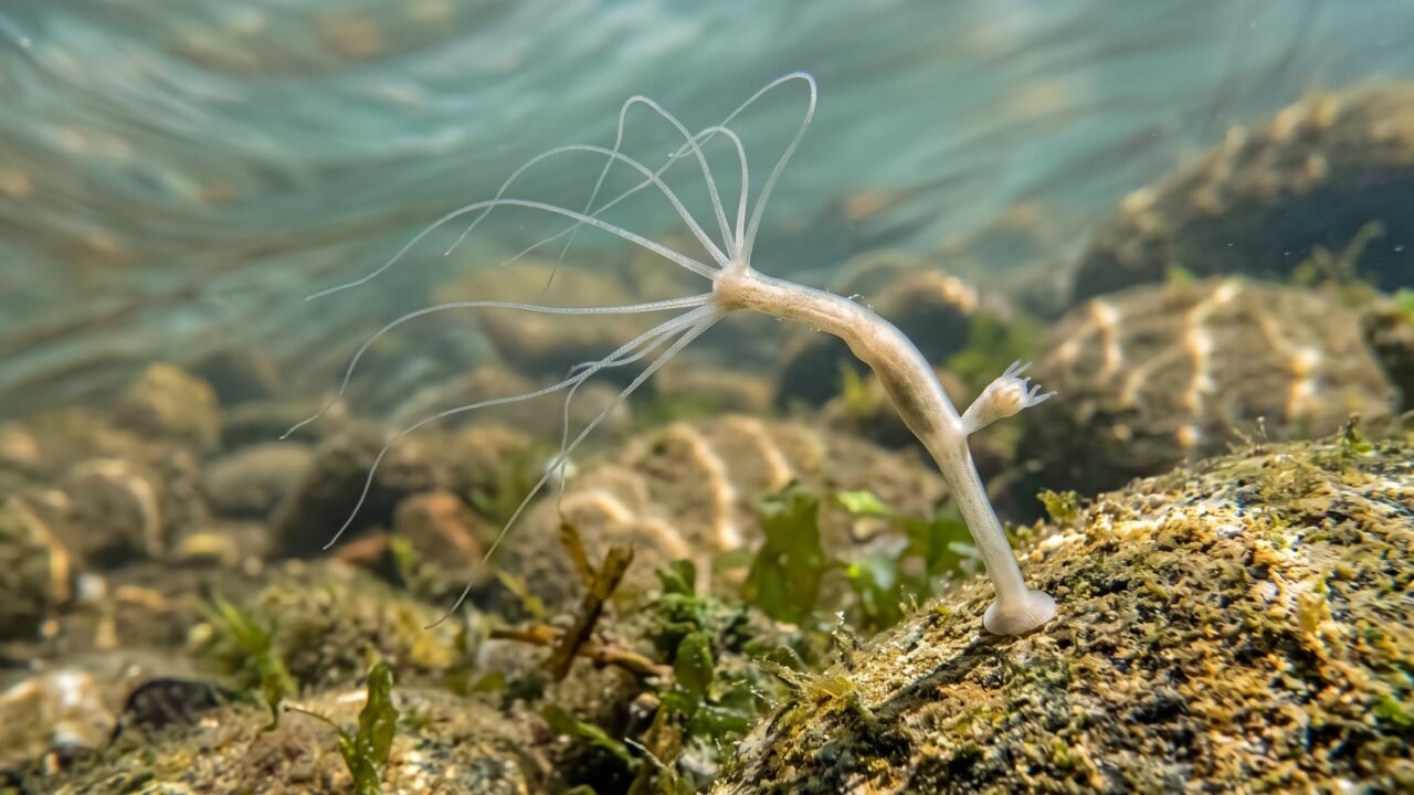 Un estudio revela qué hace envejecer a una hidra considerada biológicamente inmortal