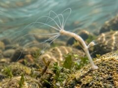 Un estudio revela qué hace envejecer a una hidra considerada biológicamente inmortal