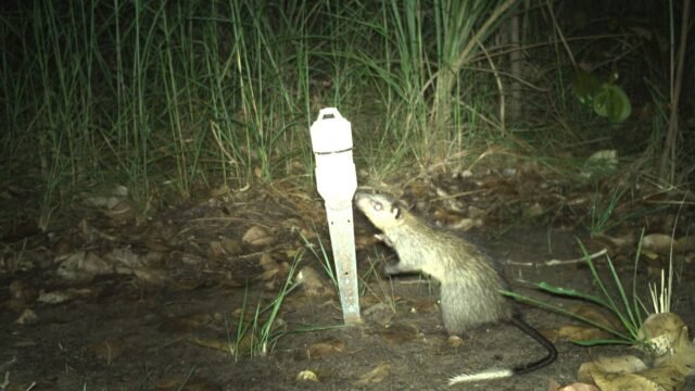 La inteligencia artificial se incorpora al monitoreo de fauna en un área indígena del norte de Australia