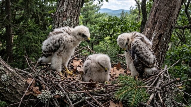 Los halcones de hombros rojos producen más crías hembras en territorios con mayor disponibilidad de presas