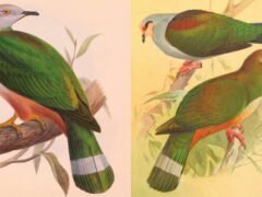 Durante más de 100 años la confundieron con otra ave: identifican una nueva especie de paloma en Filipinas