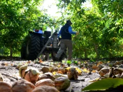 Río Negro tiene 2.296 hectáreas con frutos secos (nogales, avellanos y almendros)